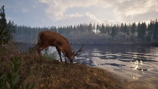 Screenshot of Online: 404